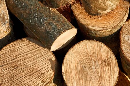 Bunch of hornbeam cut logs as firewoodの写真素材