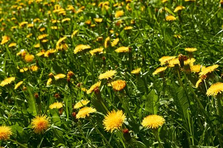 Lots of yellow blooming dandelions on meadow in spring timeの写真素材
