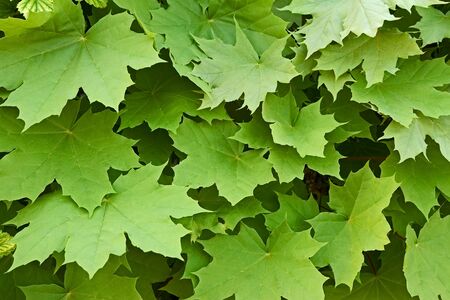 Many young maple leaves in spring timeの写真素材