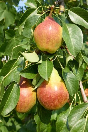 Ripe pear fruit hanging on a tree branch in the bright sunlight. Close-upの写真素材