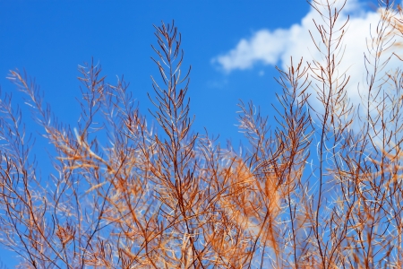 Dried pods with seeds of plants from the family Cruciferae against the blue skyの写真素材