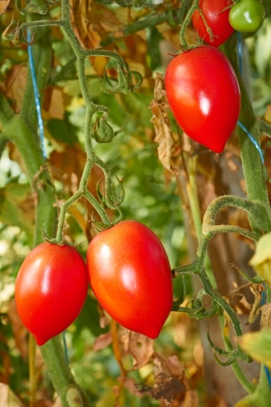 Latest fruits of tomatoes in a greenhouse in autumnの写真素材