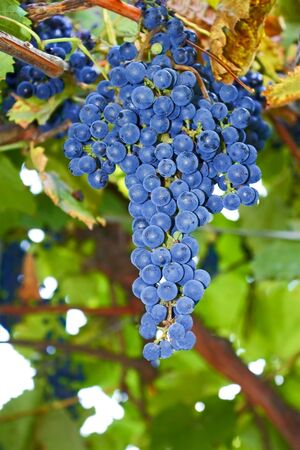 Bunches of blue ripe grapes hanging on the bush in autumn close-upの写真素材