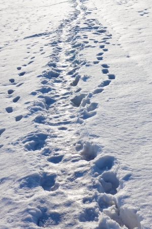 Narrow footpath trodden in the snow on a sunny winter dayの写真素材