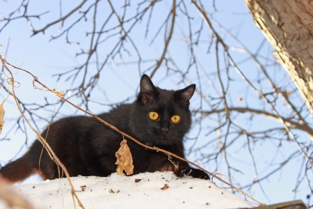 A young black cat outdoors in winterの写真素材
