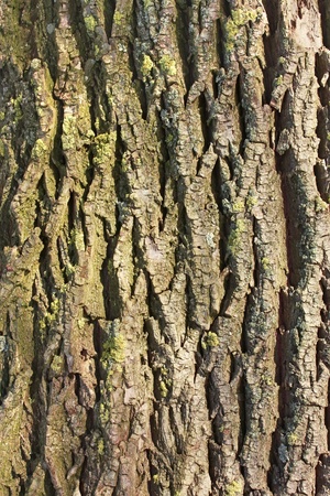 Detail of old willow tree bark in the sunlightの写真素材