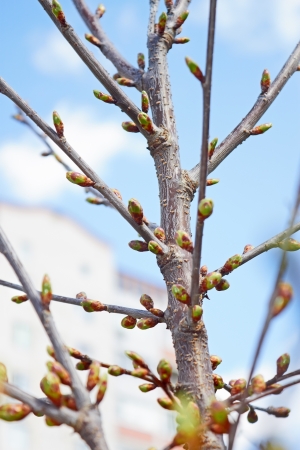 Buds of cherry tree in springtime in sunny weather against urban buildingsの写真素材