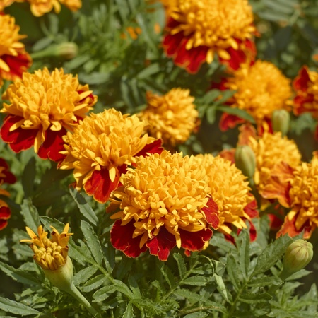 Marigold flowers on flowerbed close up in a lovely summer dayの写真素材