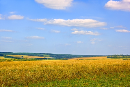 Rural landscape at the end of summer: fields, meadows, woods and skyの写真素材