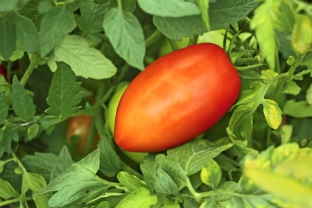 Ripe red oblong tomato among leaves in garden close upの写真素材