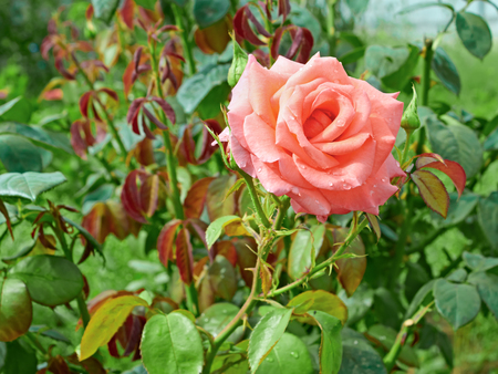 Flowering rose with water drops after the rain in the flower bed close-upの写真素材