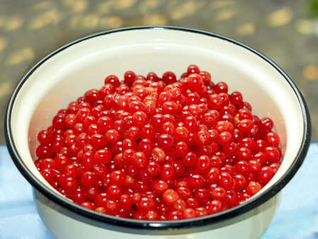 Lots of ripe red berries of viburnum in an enamel saucepanの写真素材
