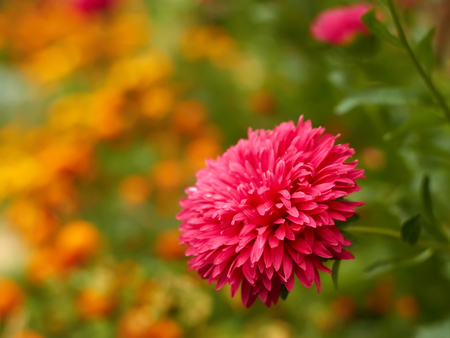Aster red flower blooming on a flowerbed on the marigold backgroundの写真素材