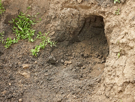 Recently niche dug in the clay soilの写真素材