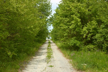Narrow rural road between green fruit treesの写真素材