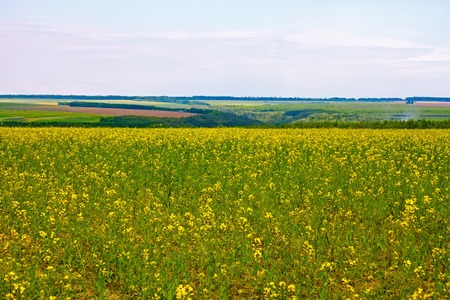 Flowering of canola field in early summerの写真素材