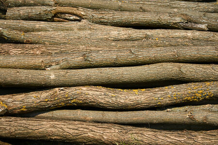 Heap of long wooden logs stacked horizontally close-upの写真素材