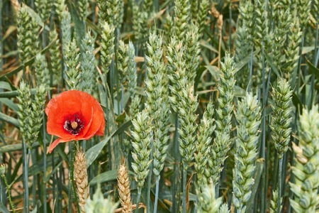 Red wild poppy flower among green ears of wheat during ripeningの写真素材
