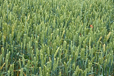 Green ears of wheat on the field in ripening period in early summerの写真素材