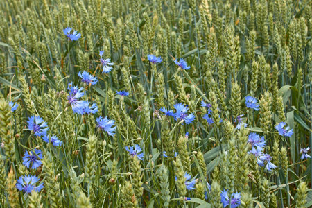 Blue cornflower flowers among ripening ears of wheat close up in windy weatherの写真素材