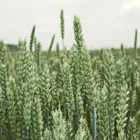 Green ears of wheat in the field before ripening in June close-upの写真素材