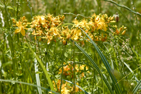 Flowering plant of Hypericum perforatum or St Johnの写真素材