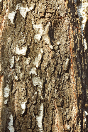 Bark detail of old birch tree in the sunlightの写真素材
