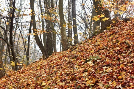 Steep slope in the autumn forest covered with fallen leavesの写真素材