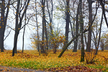 Park in autumn with fallen leaves in overcast foggy weatherの写真素材