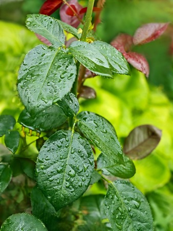 Rose leaves with water droplets after the rain in bright sunlightの写真素材