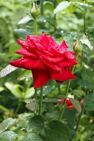 Red rose flower with water droplets after the rain in bright sunlightの写真素材