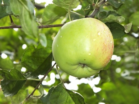 Ripening big apple fruit with water droplets hanging on a branchの写真素材