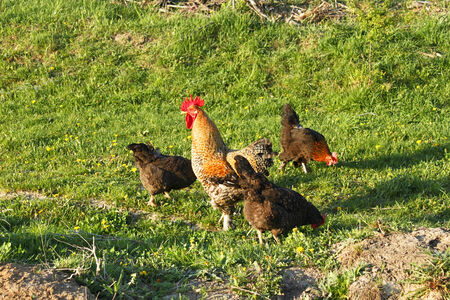 Rooster and three hens on the edge of meadow in a spring sunny dayの写真素材