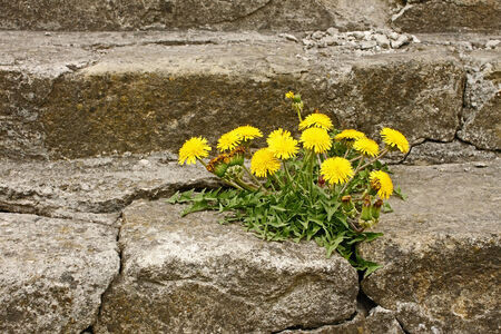 First spring dandelion flowers blossoming on an old cracked concrete staircaseの写真素材