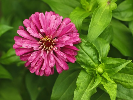 Red aster blooming on flower bed in summer day, close-upの写真素材