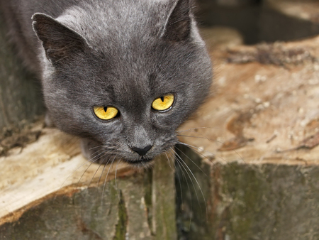 Mature sorrowful gray cat with sad eyes outdoors on the large hornbeam logsの写真素材