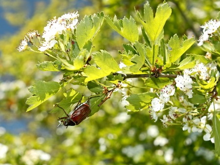 European chafer beetle among the leaves and flowers of hawthorn tree in sunny spring dayの写真素材