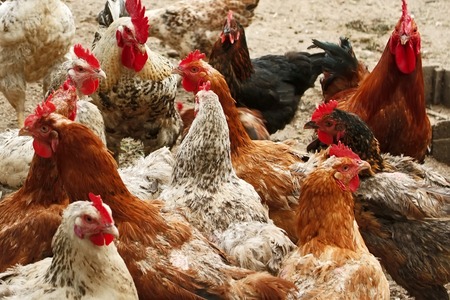 Group of different breeds hens and roosters on the poultry yardの写真素材