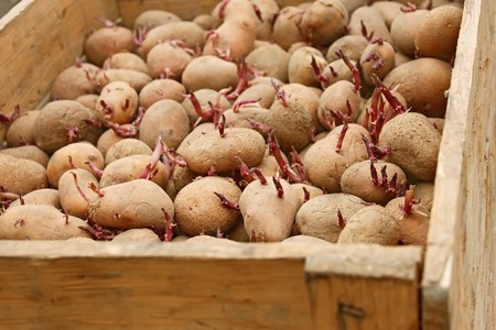 Potato tubers with germinated sprouts in wooden box before planting into the soilの写真素材