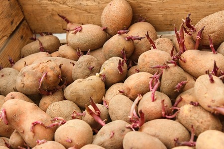 Sprouting potato tubers in wooden box before planting into the soilの写真素材