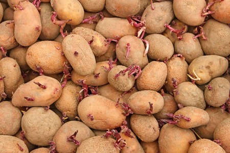 Pile of potato tubers germinated sprouts before planting into the soilの写真素材