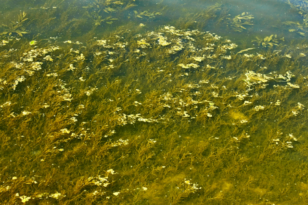 Water plants on the river bottom near water surfaceの写真素材