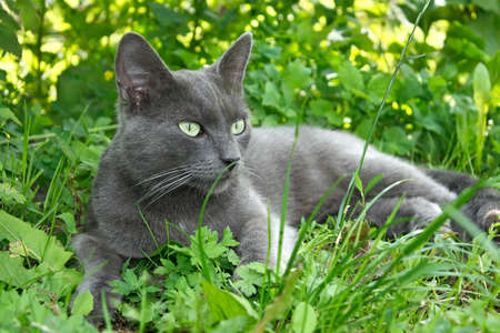 Gray cat lying on the green grass in summertimeの写真素材