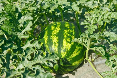 Ripening striped watermelon in a vegetable garden on a sunny summer dayの写真素材