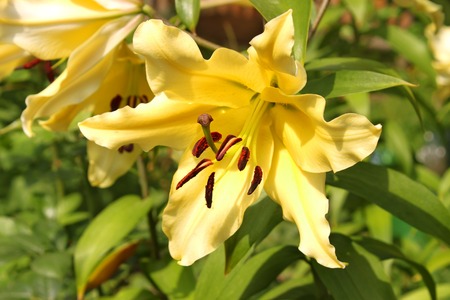 Yellow lilies blooming on a flowerbed in a lovely sunny day, close-upの写真素材