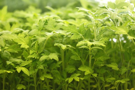 Artificial lighting of young tomato seedlings in a period of rapid growth before planting in the groundの写真素材