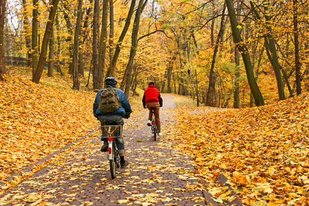 Bicyclists ride on a paving alley in park covered with yellow autumn leavesの写真素材