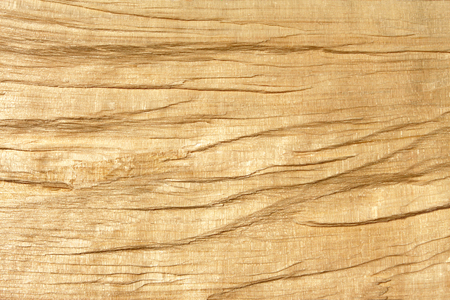 Broken log in bright sunlight as a detailed macro textureの写真素材