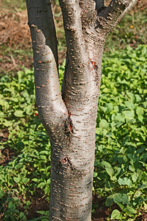 Trunk of a young plum tree in bright sunlight, close-upの写真素材