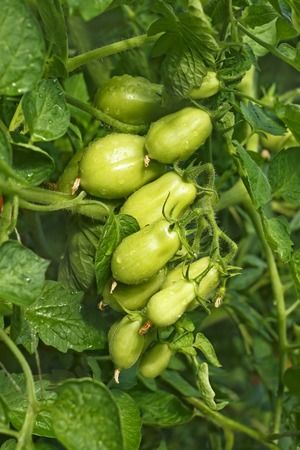 Cluster of green oblong tomatoes growing on a plant with dense foliage with water drops after watering, close-upの写真素材